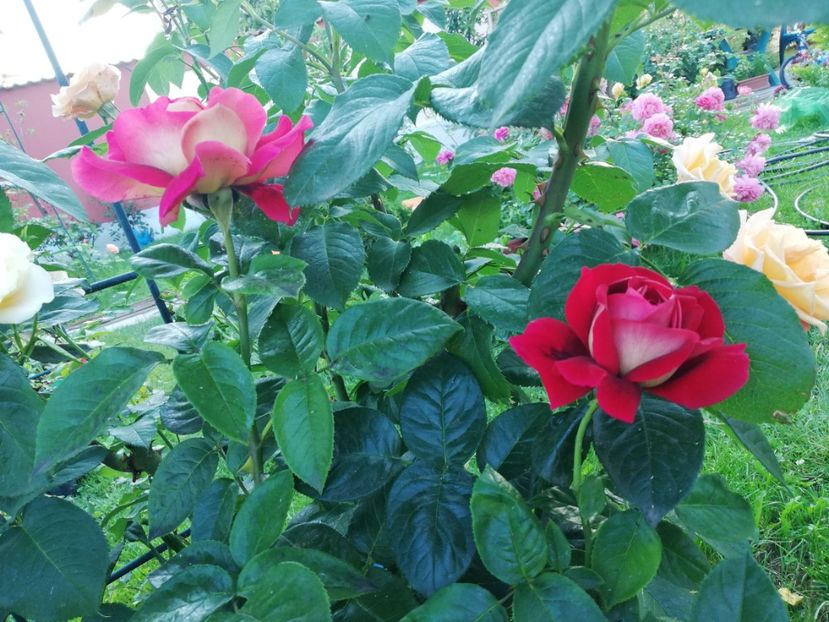  - Gradina iunie 2021