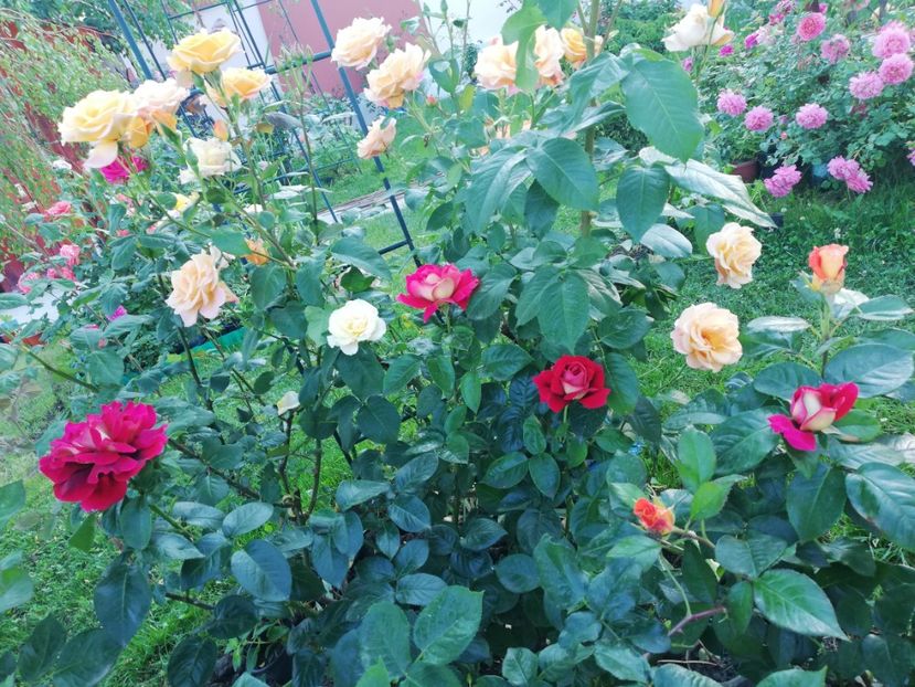  - Gradina iunie 2021