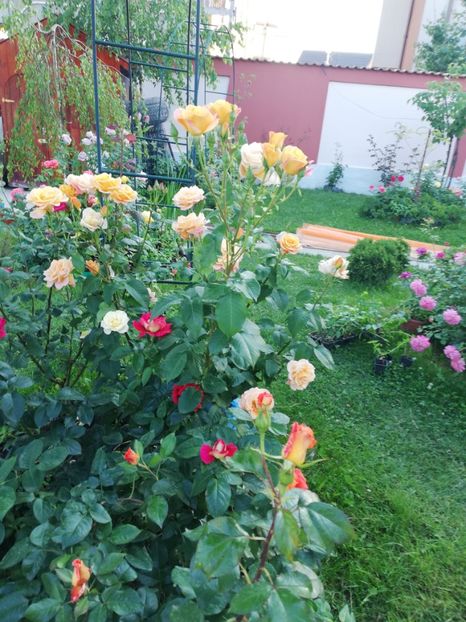  - Gradina iunie 2021