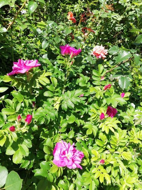  - Gradina iunie 2021