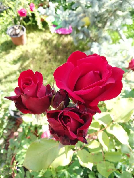  - Gradina iunie 2021