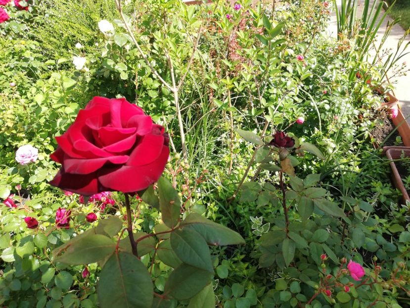  - Gradina iunie 2021