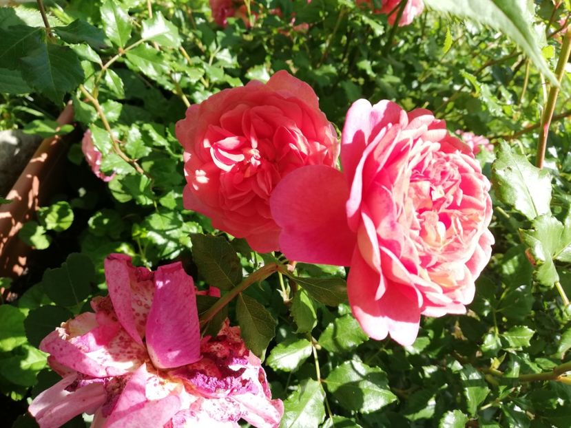  - Gradina iunie 2021