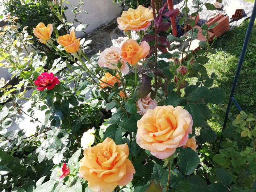  - Gradina iunie 2021