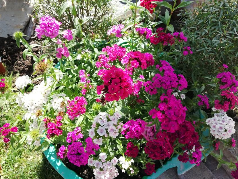  - Gradina iunie 2021