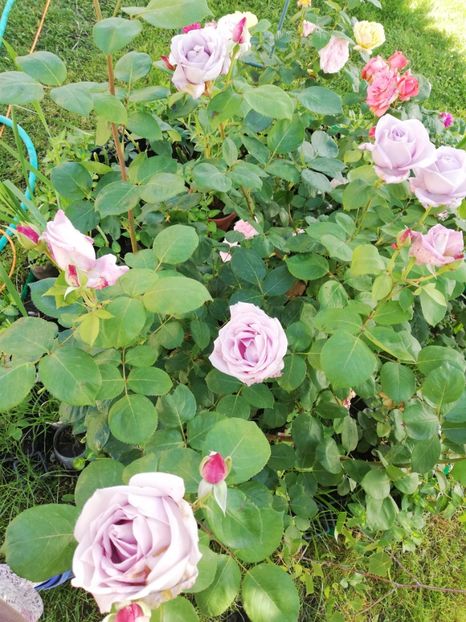  - Gradina iunie 2021