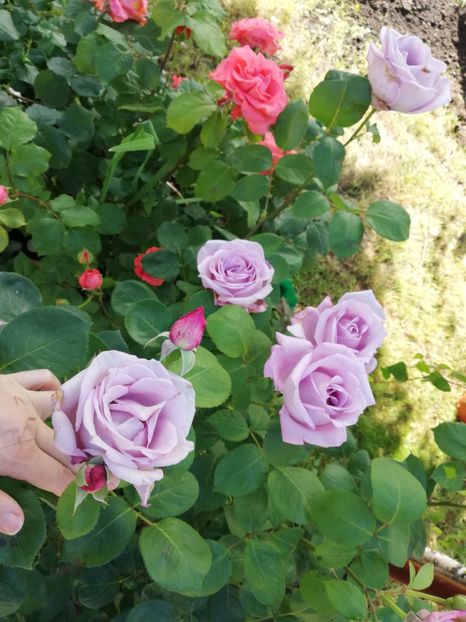  - Gradina iunie 2021