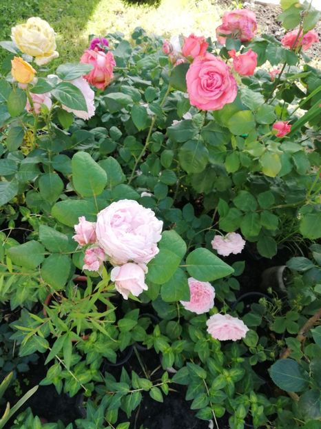  - Gradina iunie 2021