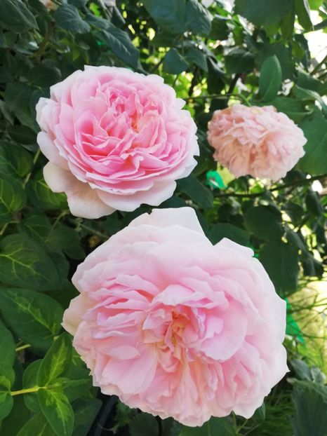  - Gradina iunie 2021