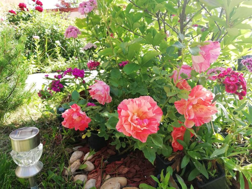  - Gradina iunie 2021