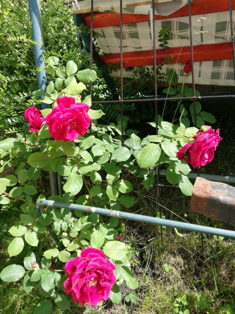  - Gradina iunie 2021