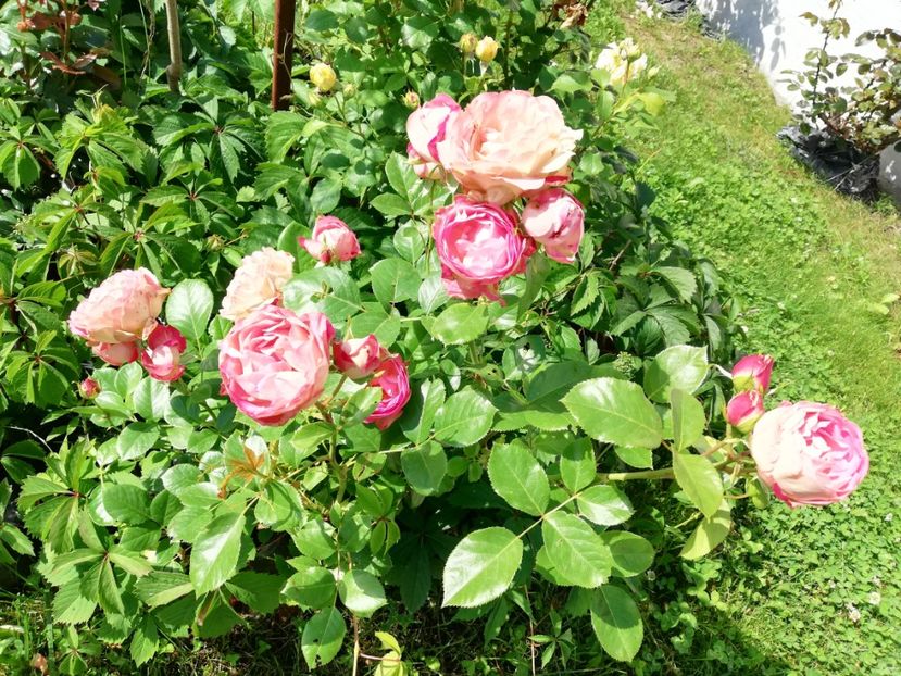  - Gradina iunie 2021