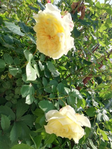  - Gradina iunie 2021