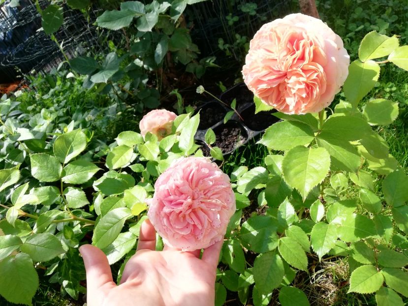  - Gradina iunie 2021