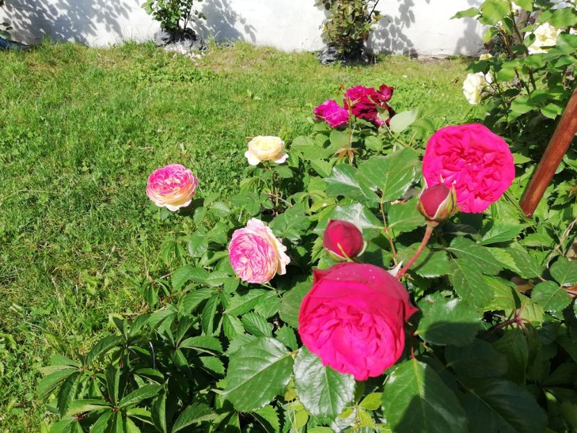  - Gradina iunie 2021