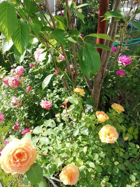  - Gradina iunie 2021