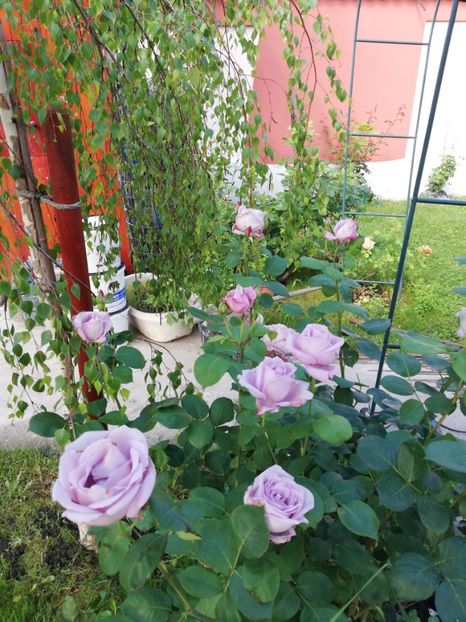  - Gradina iunie 2021