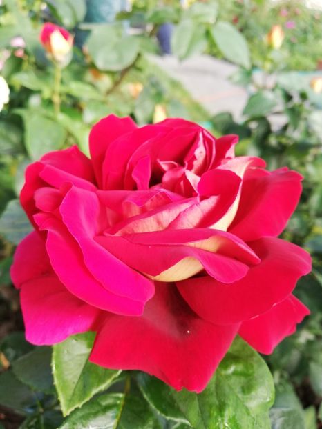  - Gradina iunie 2021