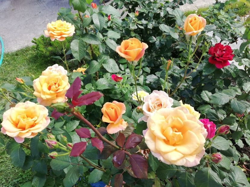  - Gradina iunie 2021