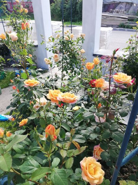  - Gradina iunie 2021