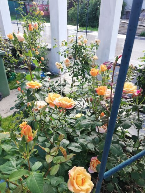  - Gradina iunie 2021