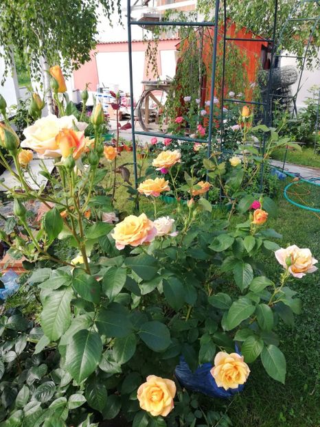  - Gradina iunie 2021