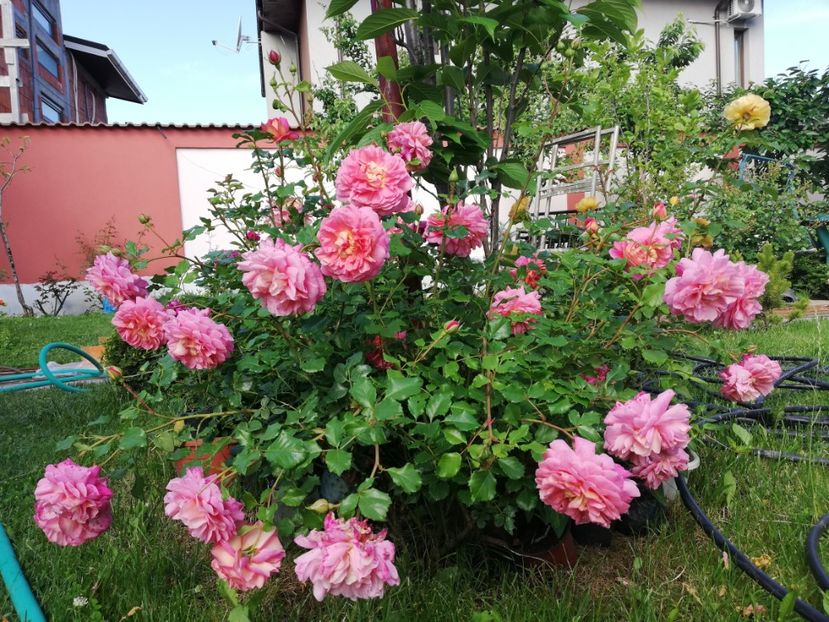  - Gradina iunie 2021