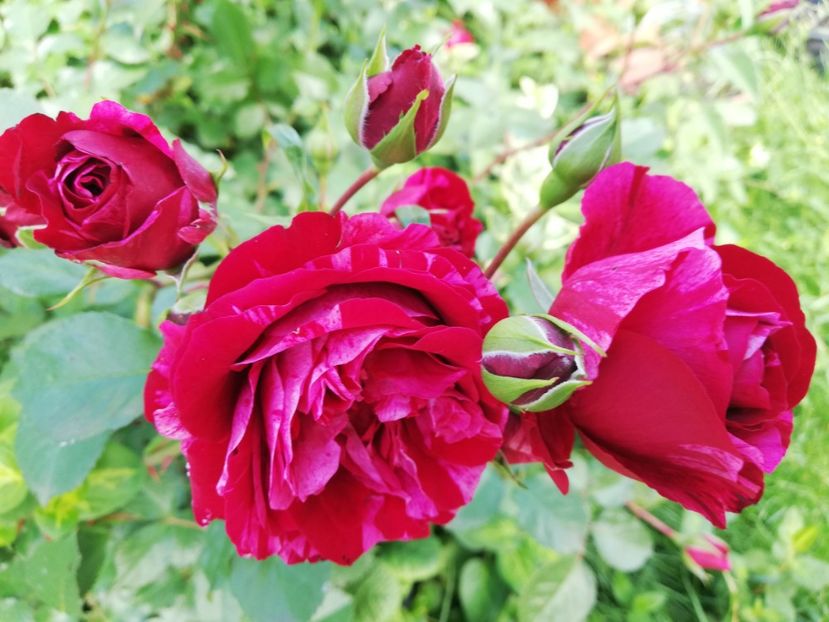  - Gradina iunie 2021