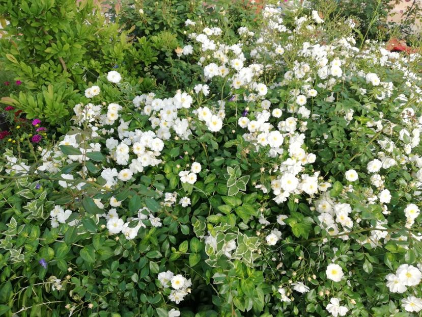  - Gradina iunie 2021