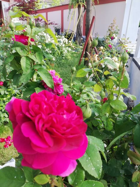  - Gradina iunie 2021