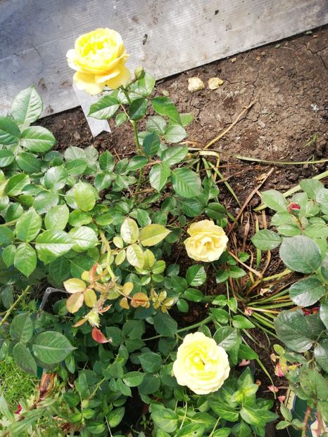  - Gradina iunie 2021