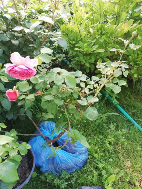  - Gradina iunie 2021