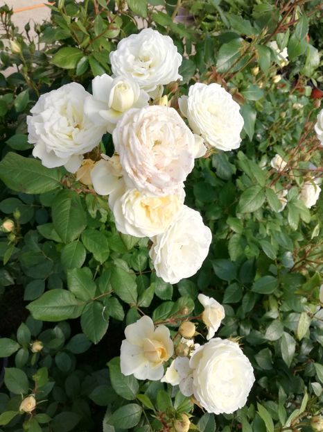  - Gradina iunie 2021