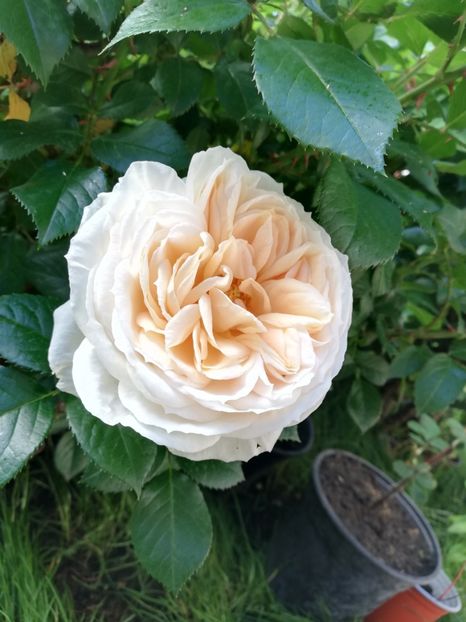  - Gradina iunie 2021