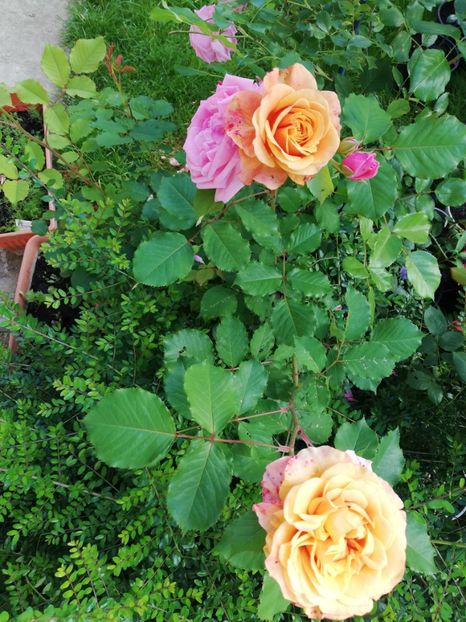  - Gradina iunie 2021