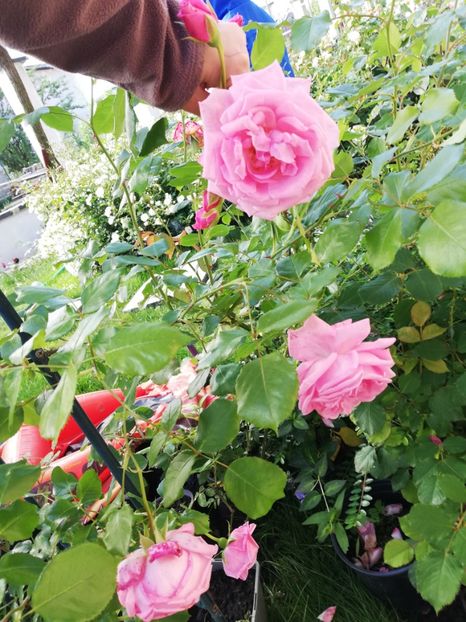  - Gradina iunie 2021