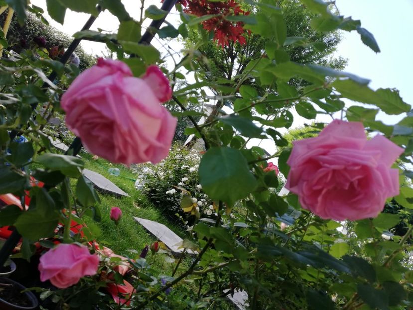  - Gradina iunie 2021