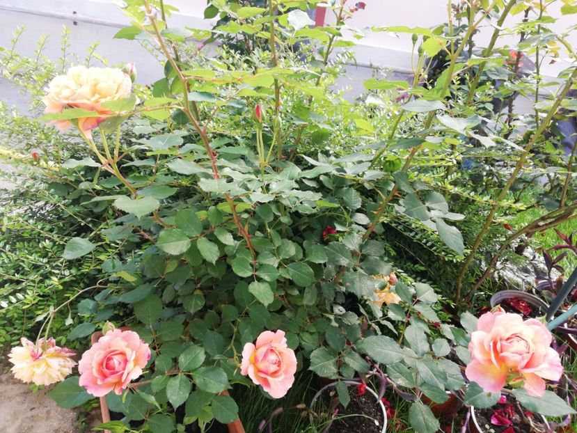  - Gradina iunie 2021