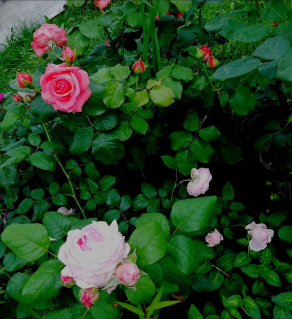  - Gradina iunie 2021