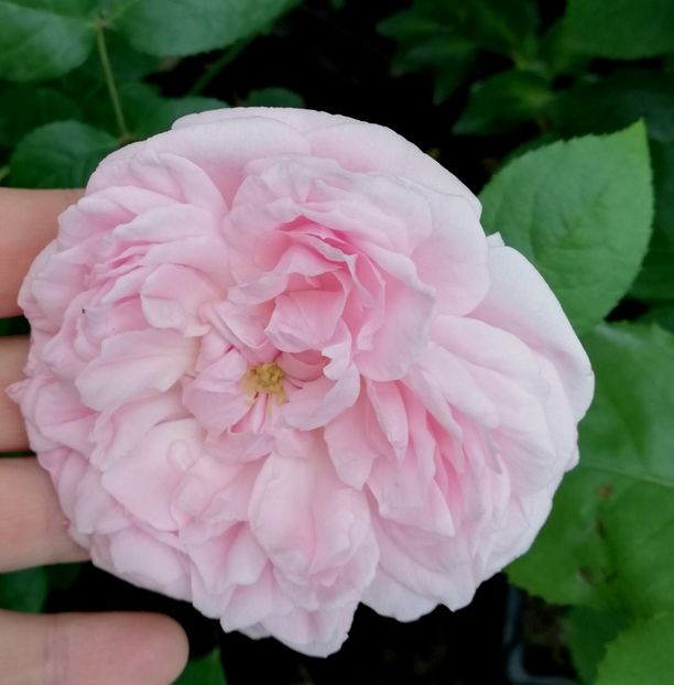  - Gradina iunie 2021