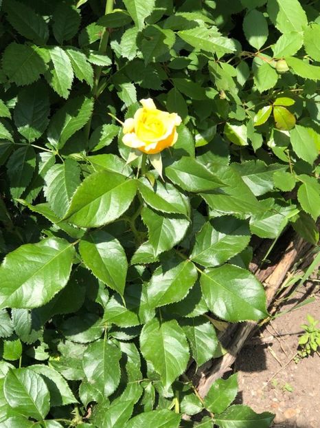 WhatsApp Image 2021-06-10 at 15.04.41 (11) - Roman 10 06 2021