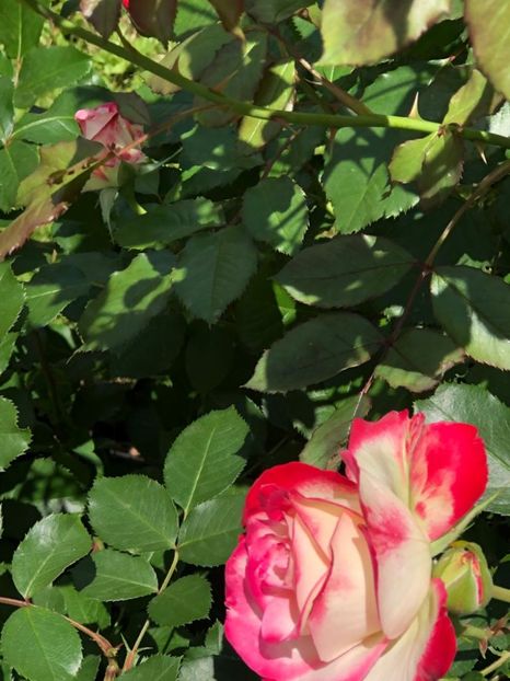 WhatsApp Image 2021-06-10 at 15.04.41 (15) - Roman 10 06 2021