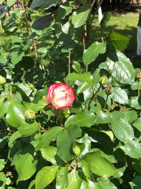 WhatsApp Image 2021-06-10 at 15.04.41 (17) - Roman 10 06 2021