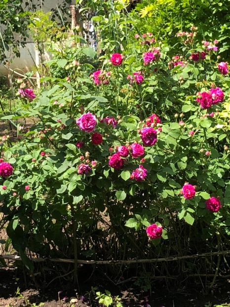 WhatsApp Image 2021-06-10 at 15.05.21 (4) - Roman 10 06 2021