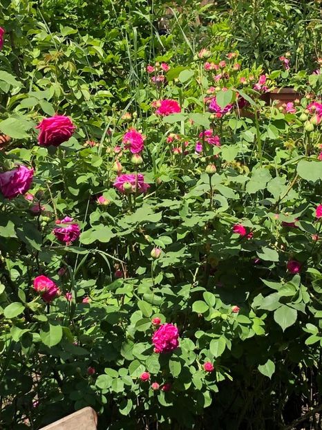 WhatsApp Image 2021-06-10 at 15.05.21 (5) - Roman 10 06 2021