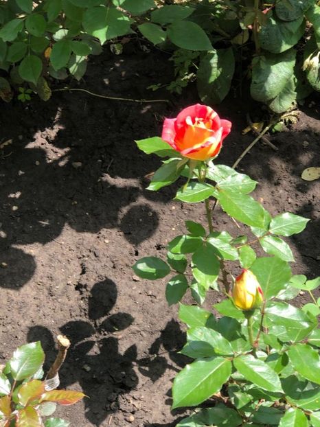 WhatsApp Image 2021-06-10 at 15.05.21 (6) - Roman 10 06 2021