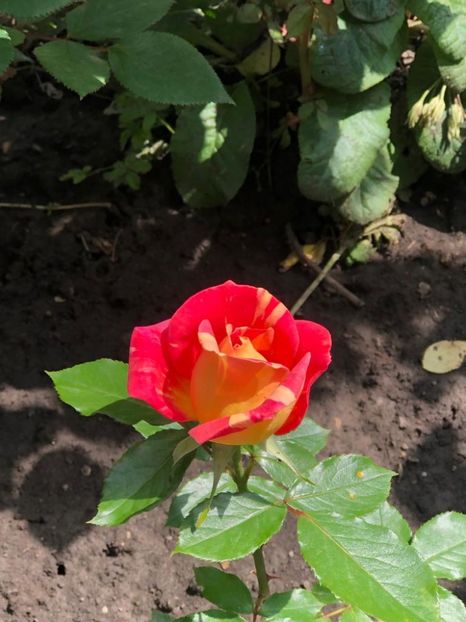 WhatsApp Image 2021-06-10 at 15.05.21 (7) - Roman 10 06 2021