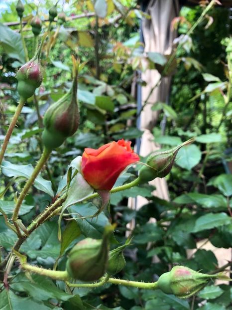 WhatsApp Image 2021-06-10 at 15.05.21 (13) - Roman 10 06 2021