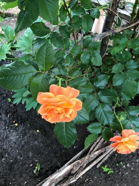 WhatsApp Image 2021-06-10 at 15.05.21 (14) - Roman 10 06 2021