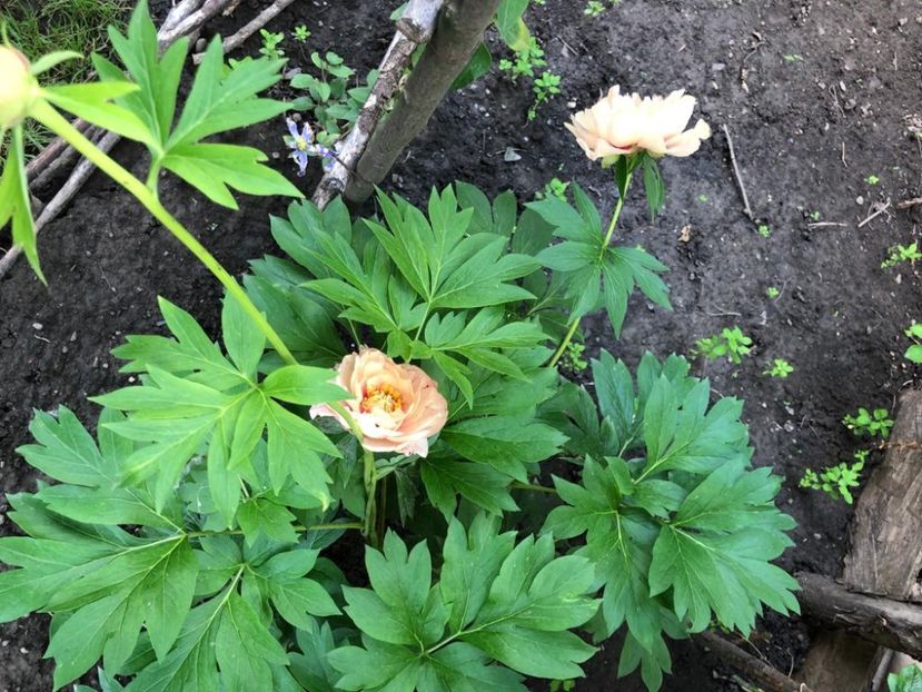 WhatsApp Image 2021-06-10 at 15.05.21 (17) - Roman 10 06 2021